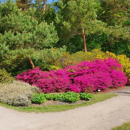 Dünengras * Graal-Mueritz